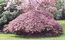Кадочное - Acer palmatum 